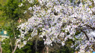 Lễ hội Hoa Ban Điện Biên hứa hẹn nhiều điểm nhấn mới