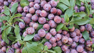 Nông dân Bắc Hà thu gần 3 tỷ đồng từ mận Tả Van chín sớm