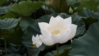 Thời tiết hôm nay (27/5): Miền Bắc duy trì trạng thái dịu mát