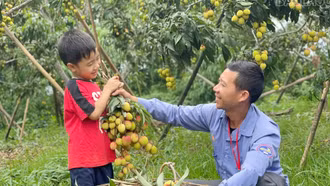 [Ảnh] Niềm vui mùa vải chín sớm
