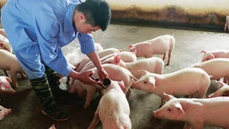Xuất cấp vắc-xin lở mồm long móng cho 30 địa phương