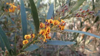 Nỗ lực cứu các loài thực vật quý hiếm tại Grampians sau thảm họa cháy rừng