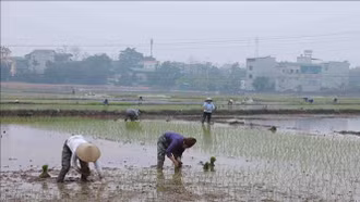 Bảo vệ lúa Đông Xuân trước rét đậm, rét hại
