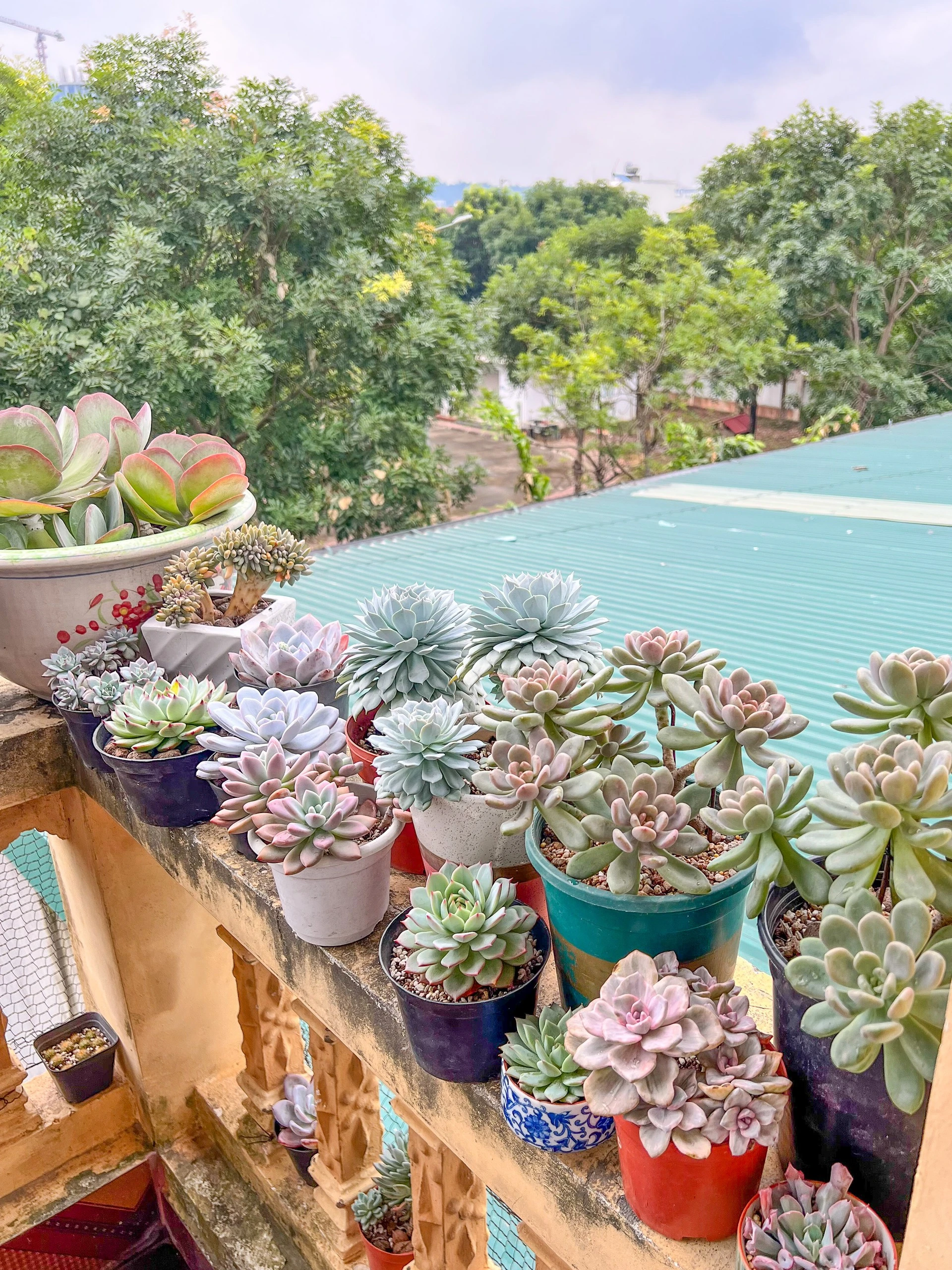 sen đá được chị Nhung chăm sóc cẩn thận tỉ mỉ.jpg