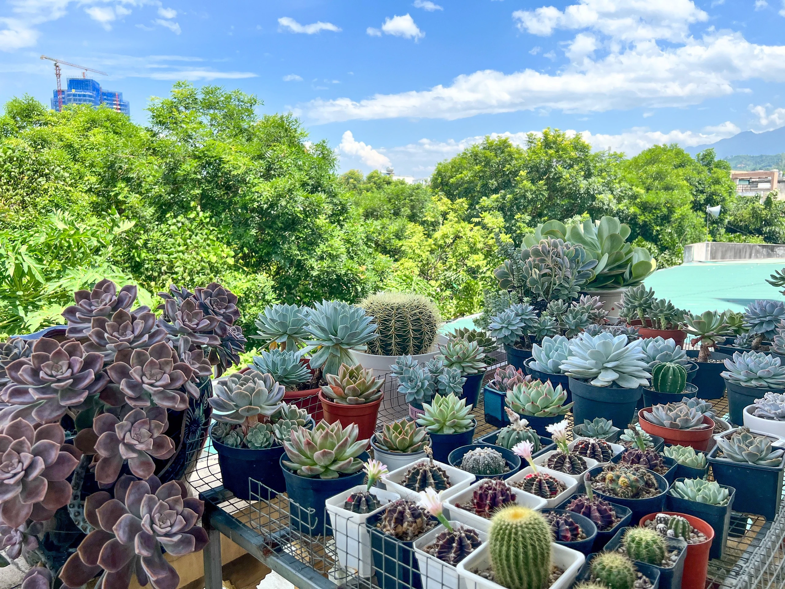 một góc vườn sen đá của chị Nhung.jpg