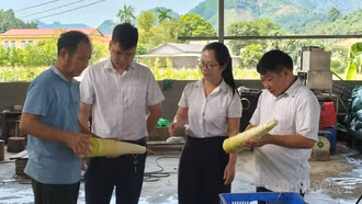 Khơi thông dòng vốn, tiếp sức kinh tế tư nhân Lào Cai