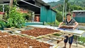 Bức tranh kinh tế ở Cốc Lầu 