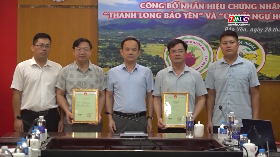 Công bố nhãn hiệu chứng nhận “Thanh long Bảo Yên” và “Chuối ngự Hồng Cam” ảnh 3