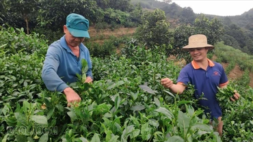 Ông Nguyễn Văn Vinh (bên trái) tranh thủ lên nương từ sớm để thu hái chè.