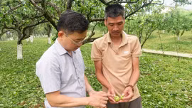 Khẩn trương khắc phục hậu quả của mưa đá tại Lào Cai