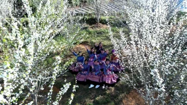 Nối những mùa hoa