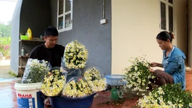 Bắt nhịp xu hướng trồng cúc họa mi hiệu quả