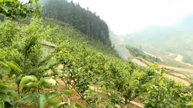 Cuộc sống mới ở Hoàng Hạ