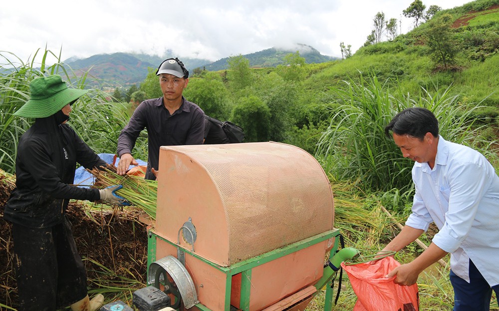 Lao Chải, Khao Mang trắng vụ vì giống lúa “lạ” ảnh 2 Lao Chải, Khao Mang trắng vụ vì giống lúa “lạ” ảnh 2