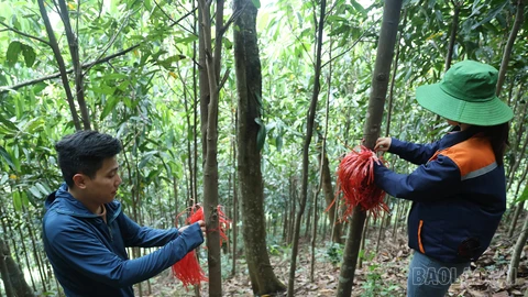 [Ảnh] Ngược dốc đếm cây giải phóng mặt bằng dự án đường sắt Lào Cai - Hà Nội - Hải Phòng