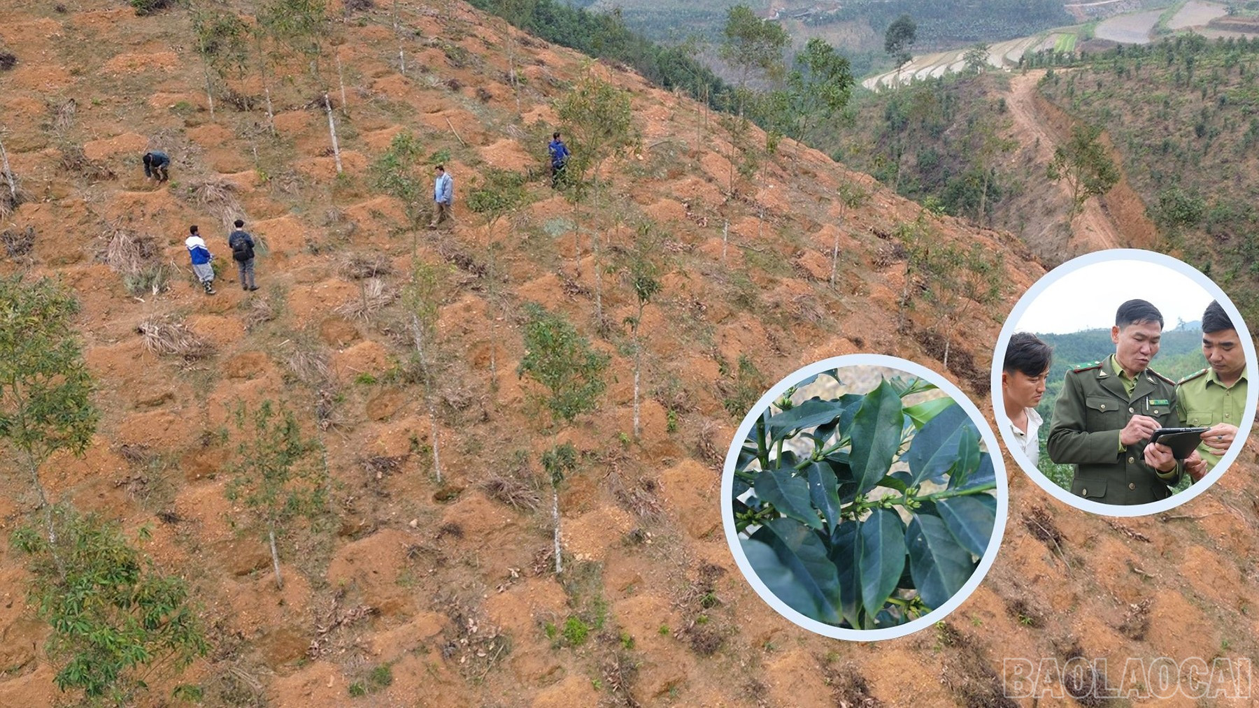 Cẩn trọng mở rộng diện tích cây cà phê ở Lào Cai