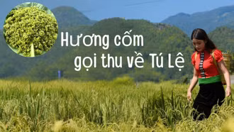 Hương cốm gọi thu về Tú Lệ