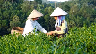 Âu Lâu phát triển làng nghề chè xanh chất lượng cao