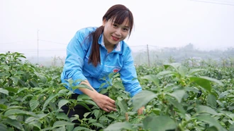 Niềm vui trên cánh đồng ớt xanh xuất khẩu