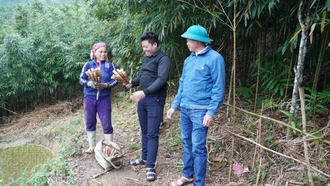 Tháng Ba – mùa măng sặt