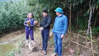 Tháng Ba – mùa măng sặt