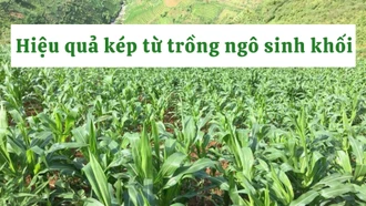 Hiệu quả kép từ trồng ngô sinh khối