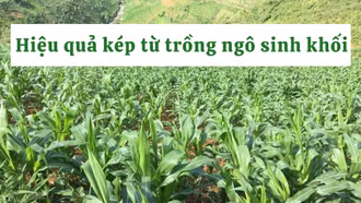 Hiệu quả kép từ trồng ngô sinh khối