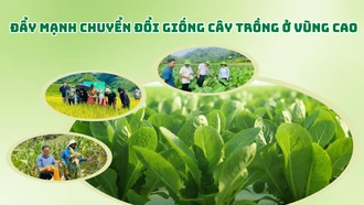 Đẩy mạnh chuyển đổi giống cây trồng ở vùng cao