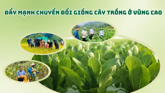 Đẩy mạnh chuyển đổi giống cây trồng ở vùng cao