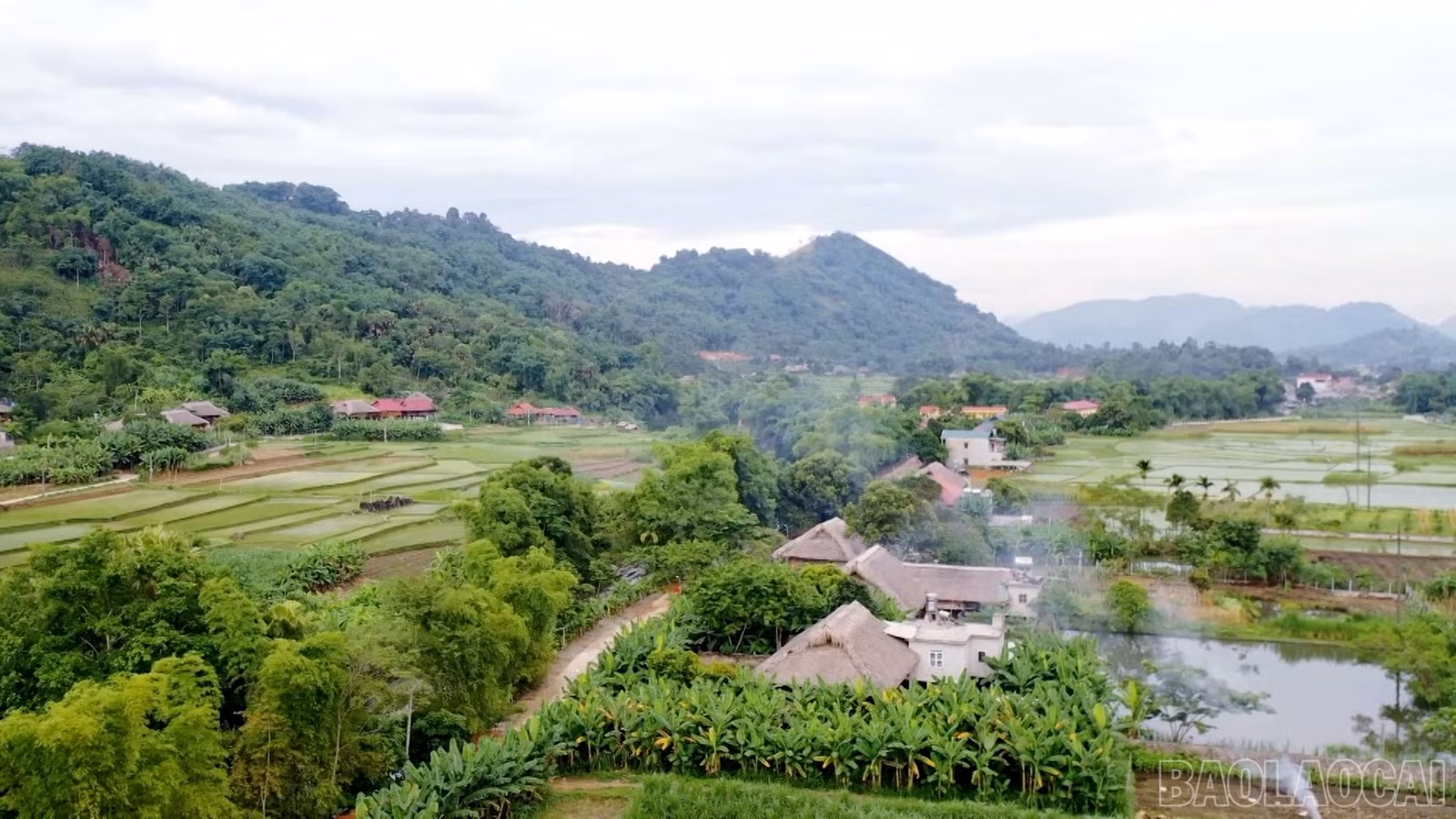 baolaocai-br_21.jpg