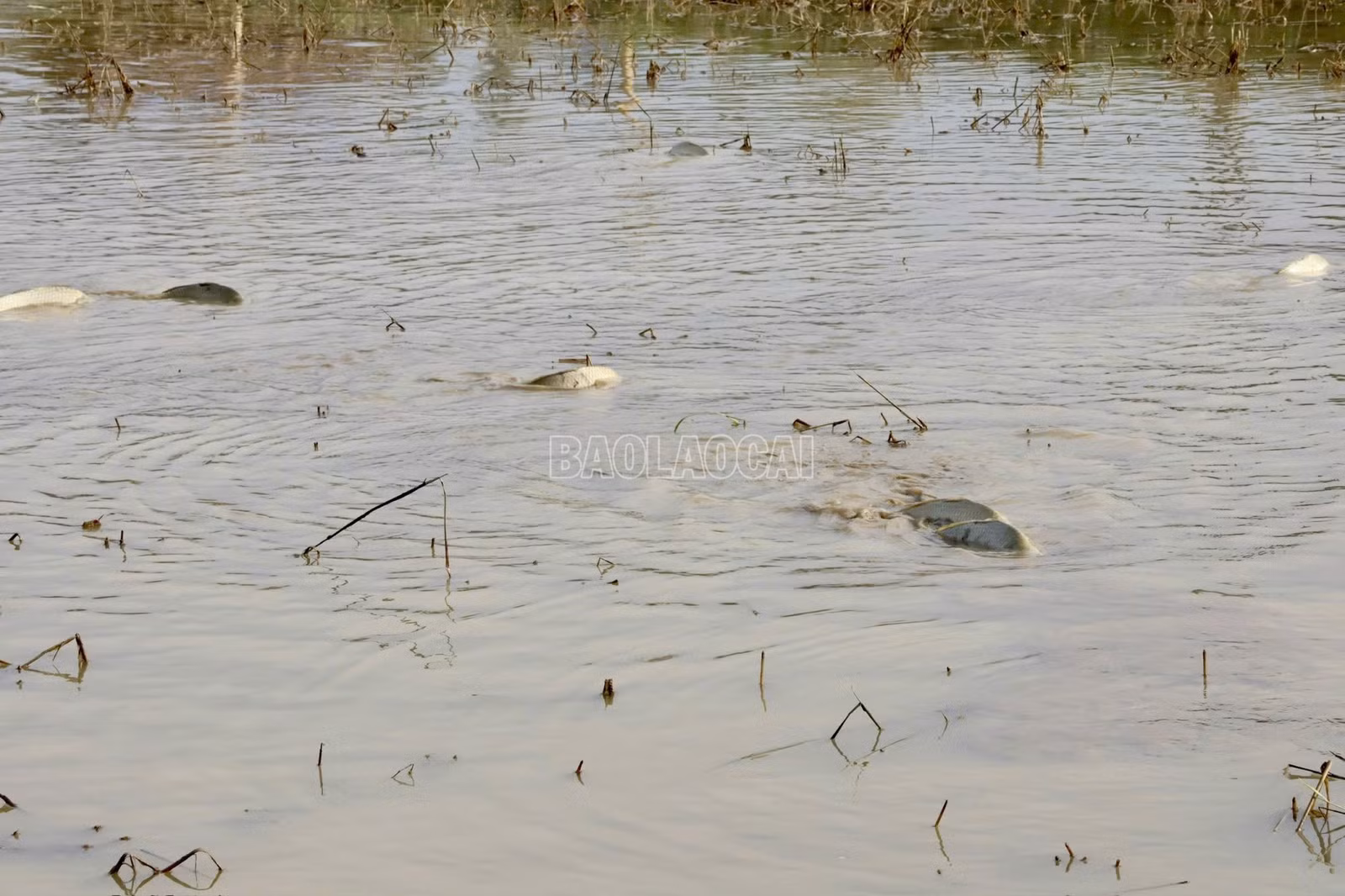 baolaocai-c_z7859231803486-06e08a3abacbee56334d193e3072d2dc.jpg