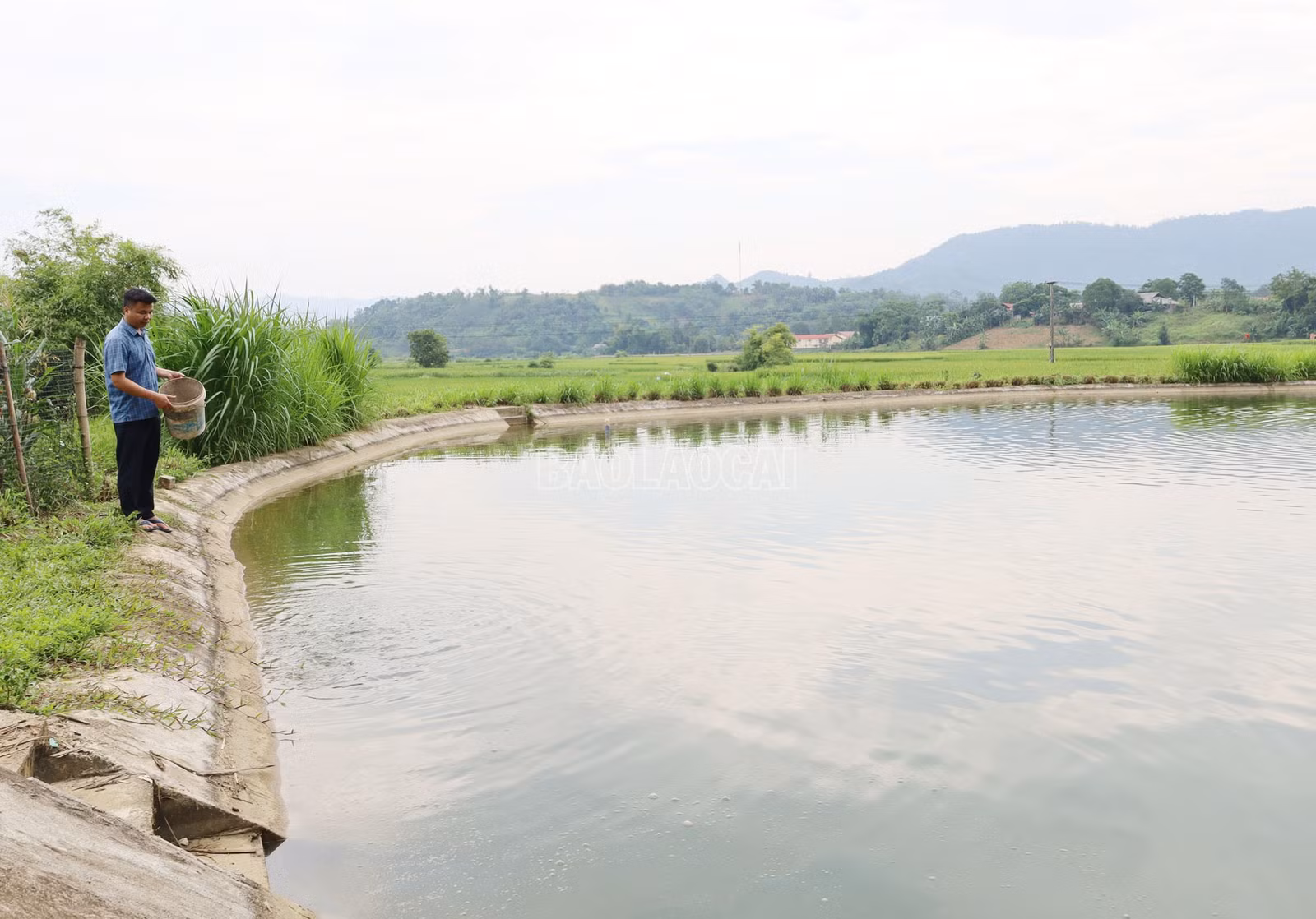 baolaocai-c_img-7833.jpg