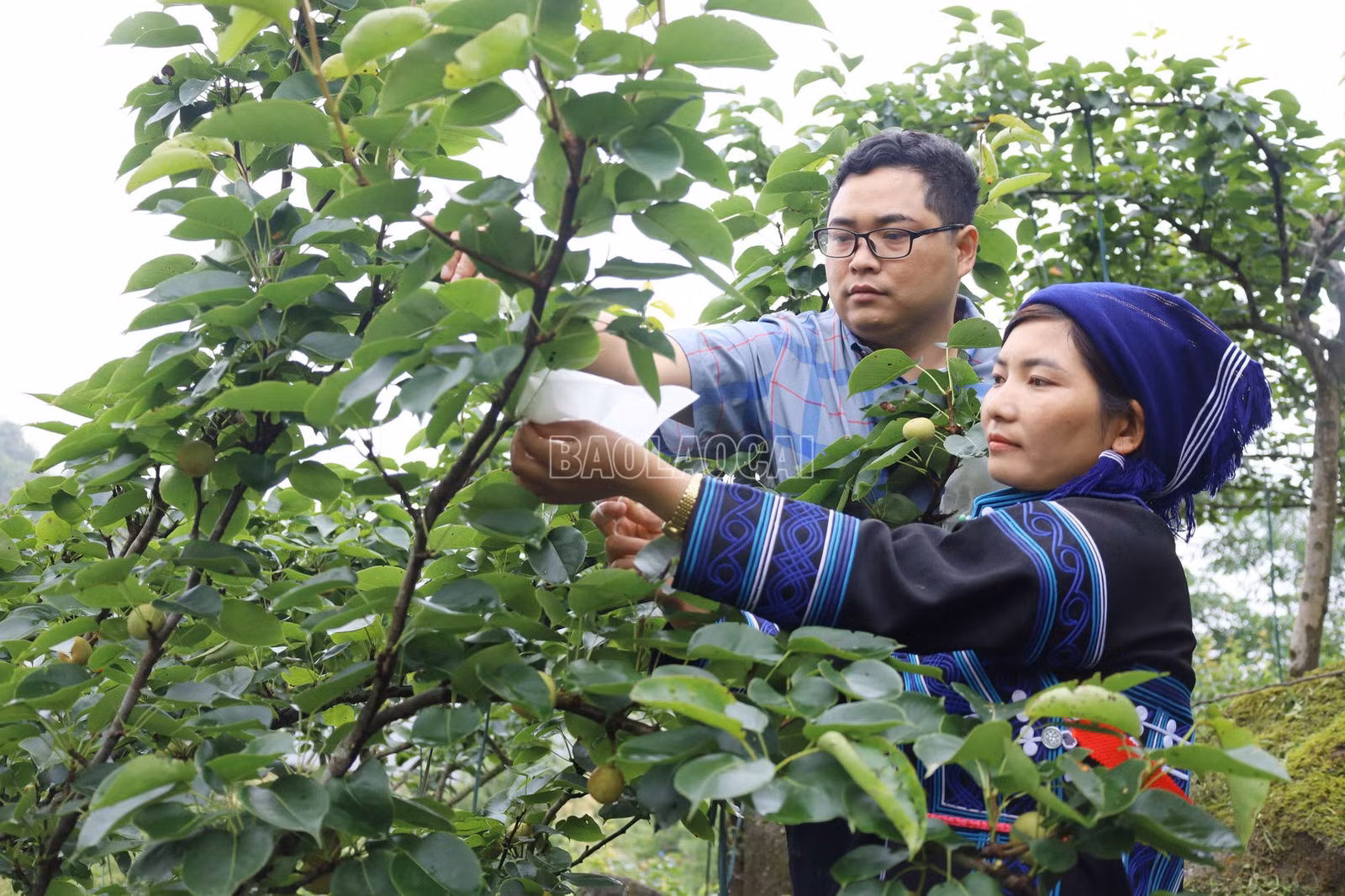 baolaocai-c_huong-dan-nguoi-dan-boc-qua-le.jpg