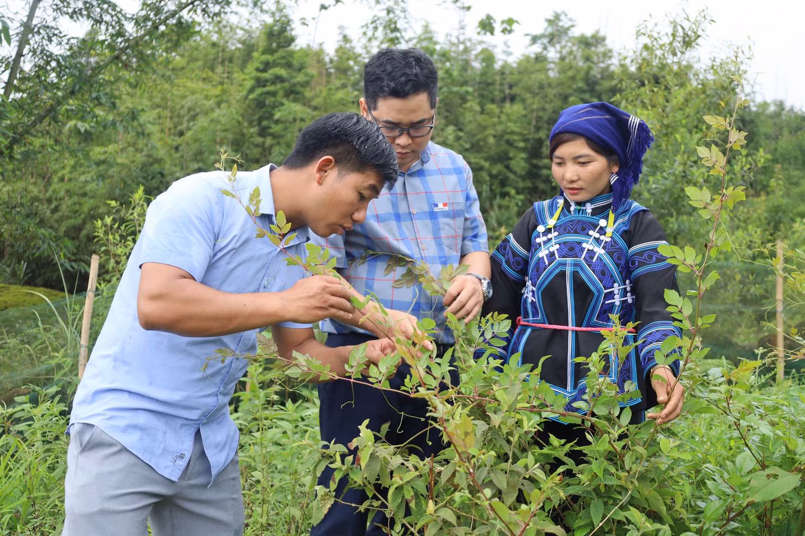 baolaocai-tr_can-bo-phong-nong-nghiep-va-moi-truong-huyen-huong-dan-nguoi-dan-cham-soc-che-day.jpg