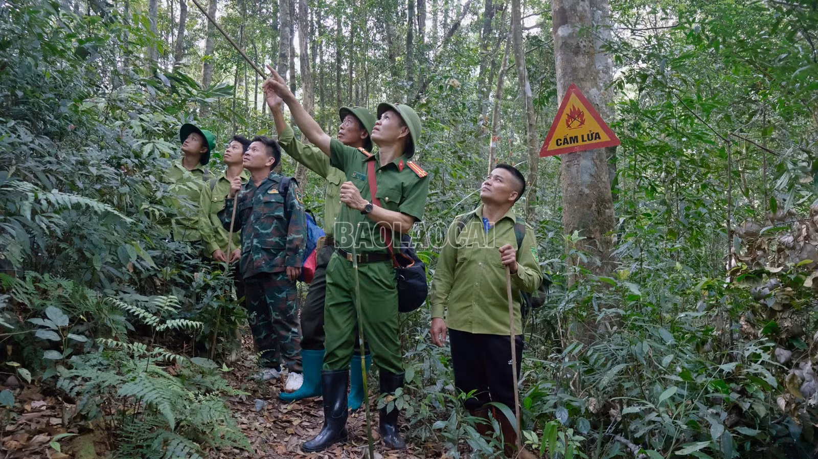 baolaocai-c_9.jpg