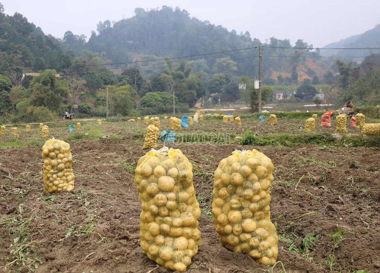 baolaocai-c_8a.jpg