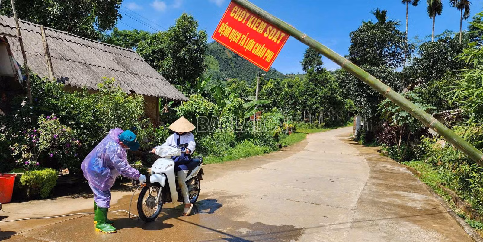baolaocai-c_1.jpg
