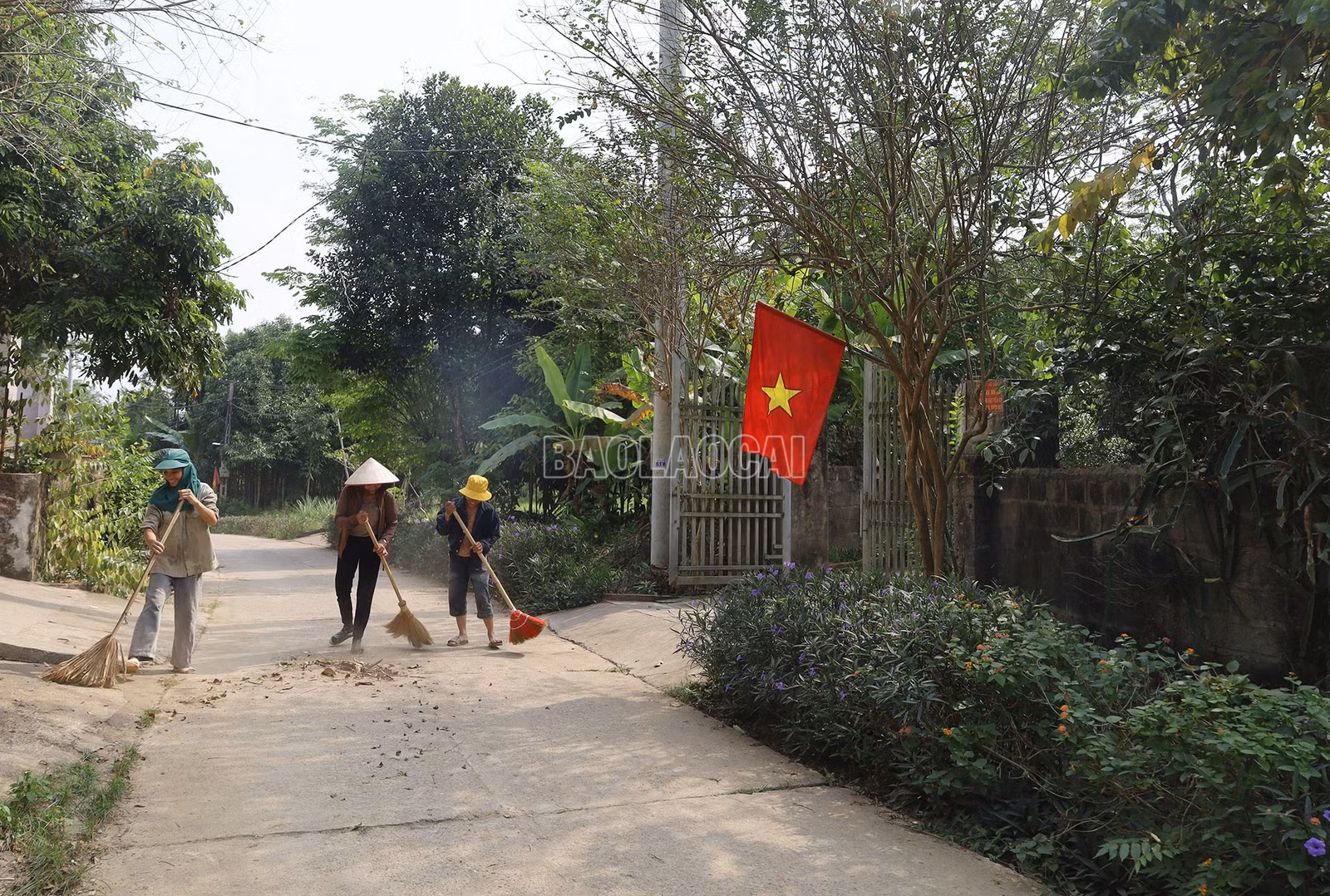 baolaocai-c_a9.jpg