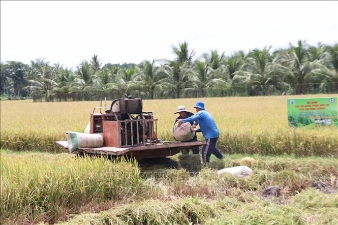 Mô hình điểm chuyên canh lúa chất lượng cao, phát thải thấp tại Hợp tác xã nông nghiệp Phát Tài (xã Thạnh Mỹ, huyện Châu Thành, tỉnh Trà Vinh) đang được thu hoạch.