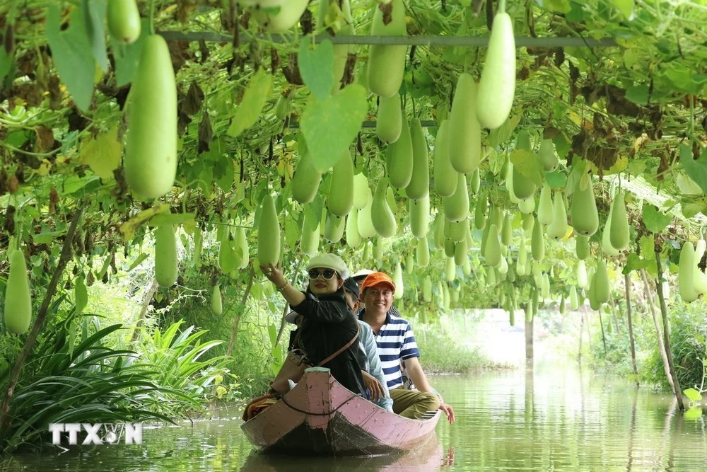 Du khách đi thuyền tham quan vùng trồng bầu của Khu du lịch Trần Bá Chuốt, huyện Lai Vung. Mô hình làm du lịch nông nghiệp này giúp nông dân Đồng Tháp cải thiện thu nhập, vừa phát triển kinh tế nông nghiệp.