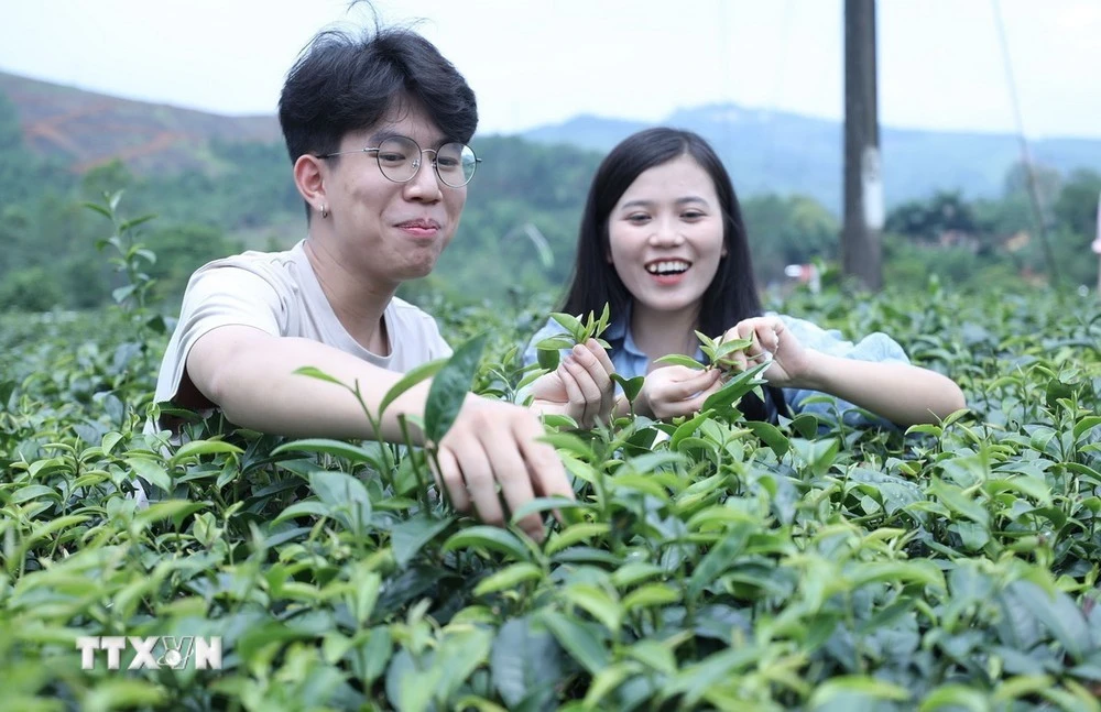 Du khách thích thú trải nghiệm công đoạn hái chè sạch tại đồi chè Tre Hóa, thị trấn Nông Trường, Lạng Sơn.