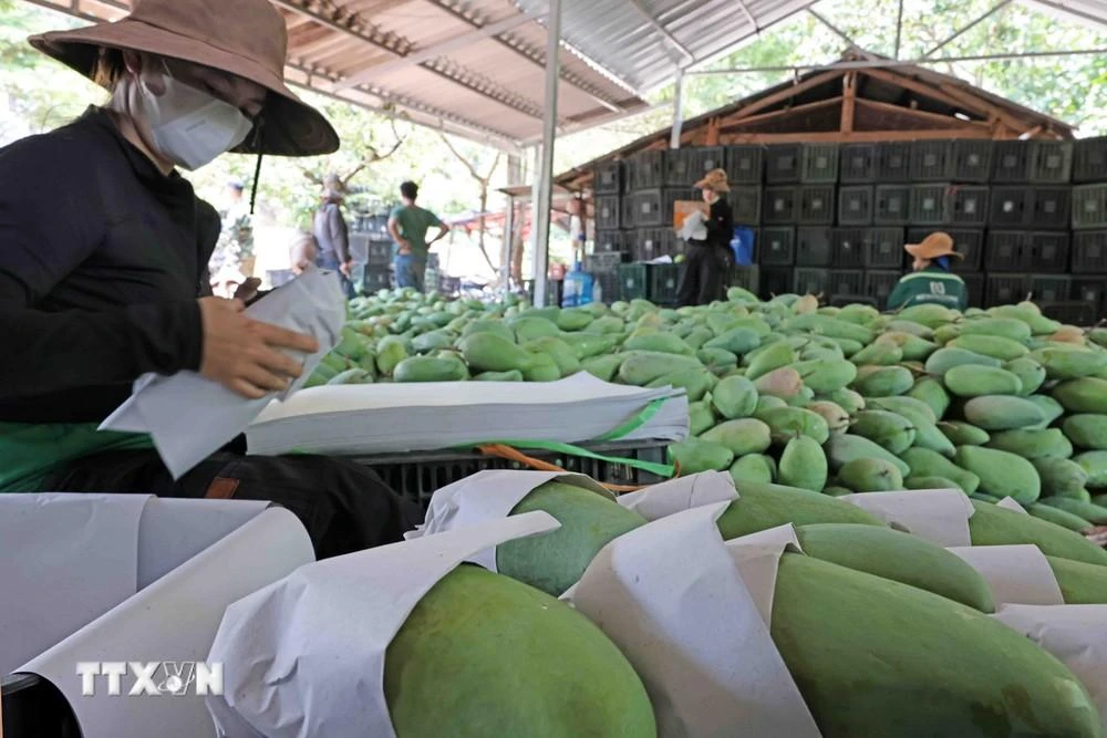 Đóng gói xoài Yên Châu, Sơn La xuất khẩu sang thị trường Trung Quốc.