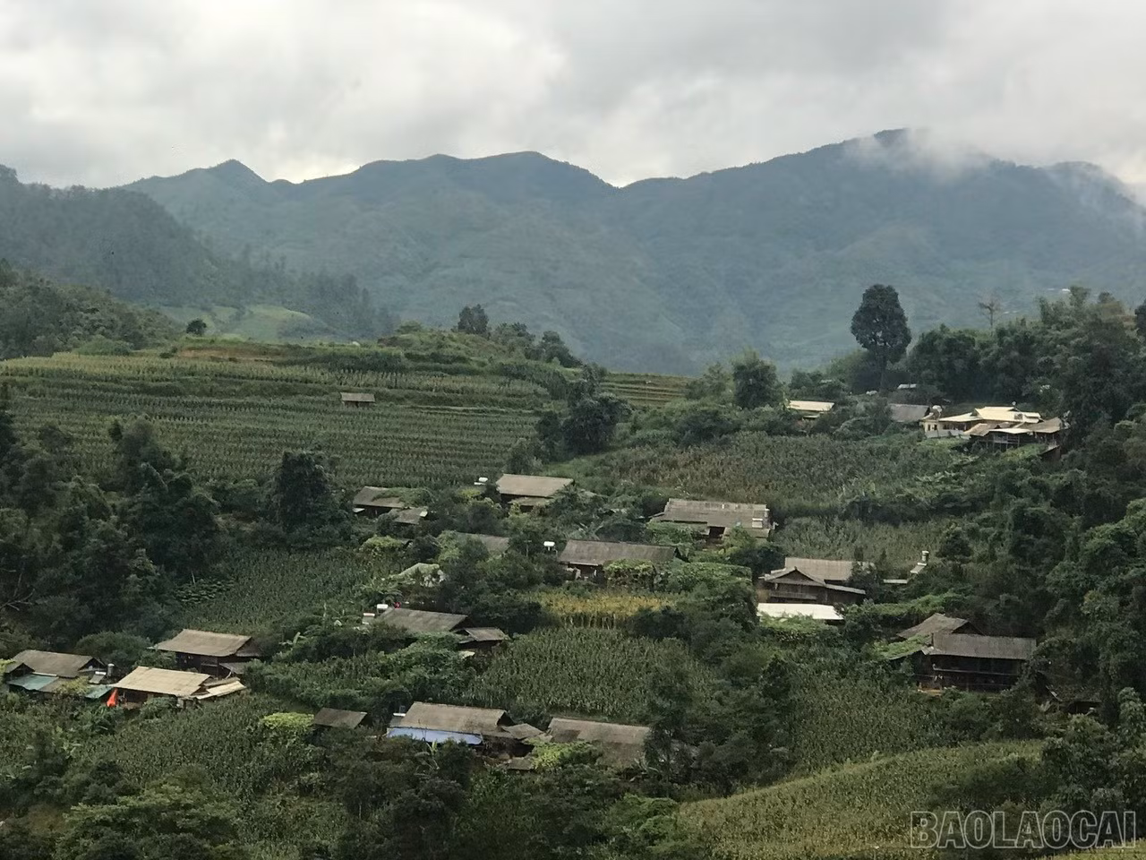 baolaocai-br_la-pan-tan.jpg