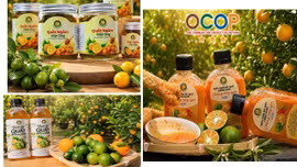 Khi quất VietGAP bước vào sân chơi OCOP