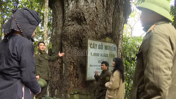 Đảm bảo chính sách bảo vệ rừng không bị gián đoạn sau sáp nhập