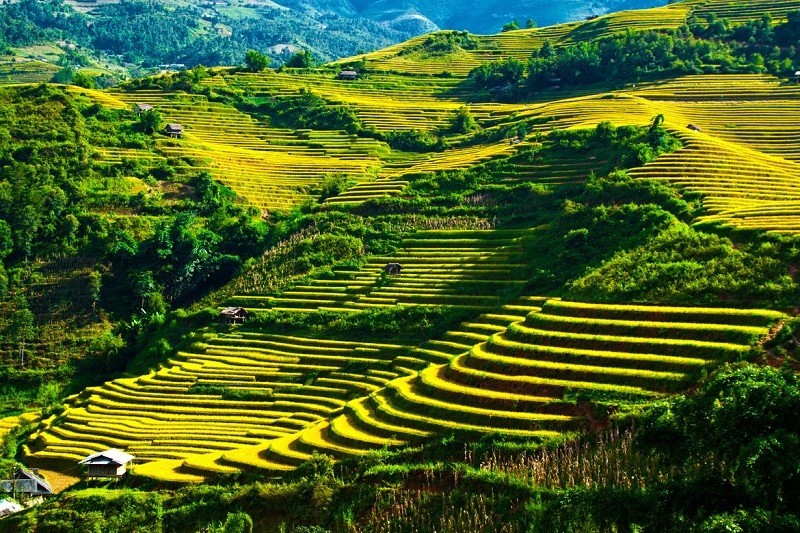 Sa Pa mùa vàng trên nương lúa. Sa Pa mùa vàng trên nương lúa.