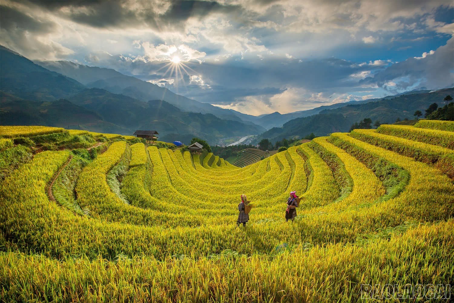 Sezonul de aur în Mu Cang Chai. image.jpg