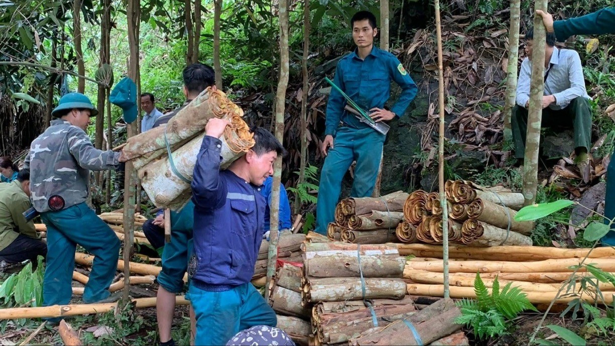 Người dân Thác Tiên chung sức thu hoạch quế để giải phóng mặt bằng mở đường giao thông. z7004945735547-3fbfb76128a8f07814bd9faf1a9b0ef0.jpg