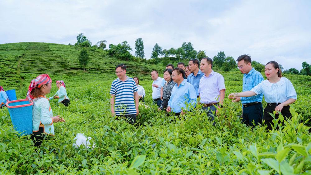 Đoàn đại biểu hai địa phương tham quan vùng trồng cây chè tại xã Bản Xen, huyện Mường Khương.jpg