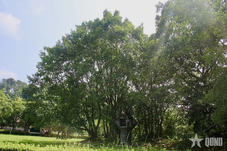 Di tích “Cây đa Tân Trào” hiện nay là điểm đến của đông đảo du khách trong và ngoài nước trong hành trình tìm hiểu về Cách mạng Tháng Tám và Quốc khánh 2-9.